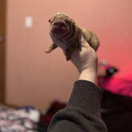Girl 2 - Chocolate tri-color female Bulldog puppy in Bonney Lake, Washington from Sitka spruce bulldogs