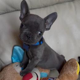 Maverick - Blue male French Bulldog puppy in Waitts Lake, Washington from Best Friend standard Frenchies