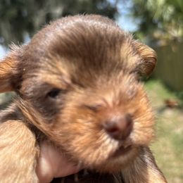 Red boy - Chocolate and tan male Yorkshire Terrier puppy in Cocoa, Florida from SummerTime AKC Yorkies