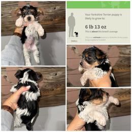 Rocky - Parti male Yorkshire Terrier puppy in Cleveland, Tennessee from Moody’s Morkies and More