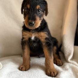 Hannah - Black and tan female Airedale Terrier puppy in Thomasville, North Carolina from Beitzel Babies