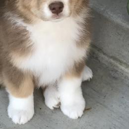 Australian Shepherd Puppies from Woodhaven Aussies