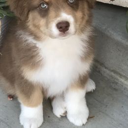 Australian Shepherd Puppies from Woodhaven Aussies