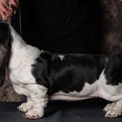 Basset Hounds from Blue Coast Bassets
