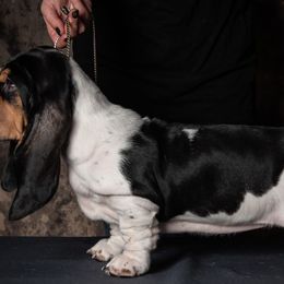 Basset Hounds from Blue Coast Bassets