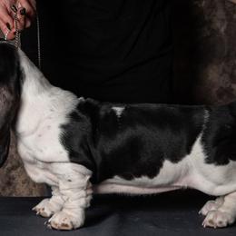 Basset Hounds from Blue Coast Bassets