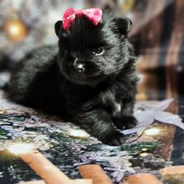 Pomeranian and Yorkshire Terrier Puppies from Pam Ackley