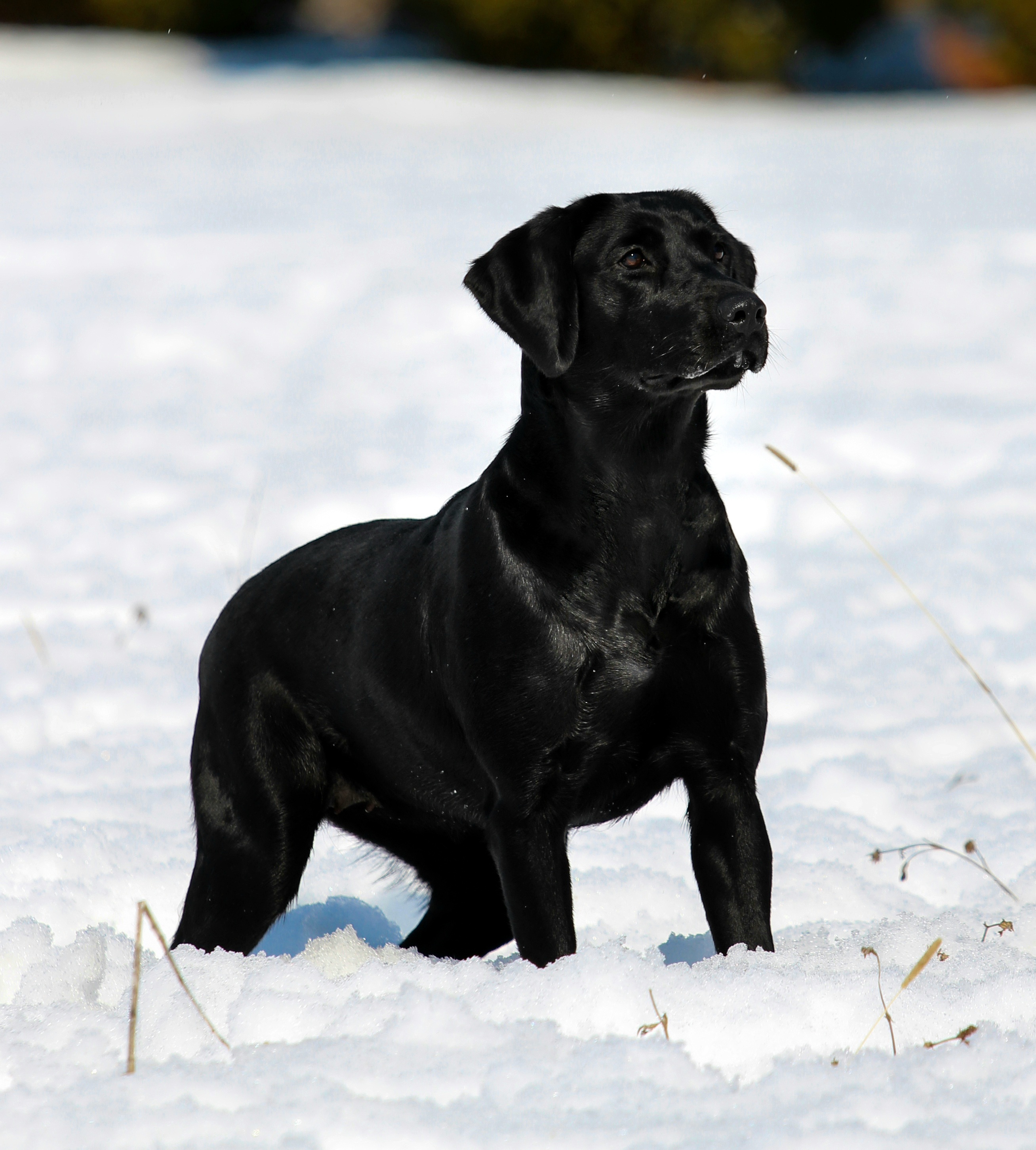 Ebony - Labrador Retriever
