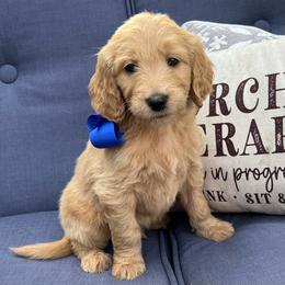 Mandevilla - Cream male Goldendoodle puppy in The Woodlands, Texas from Gracie's Goldendoodles and Bernedoodles
