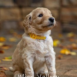 Golden Retriever and Goldendoodle Puppies from Golden Honey