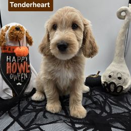 Brown - Cream male Goldendoodle puppy in Summerville, South Carolina from Channys Doodles