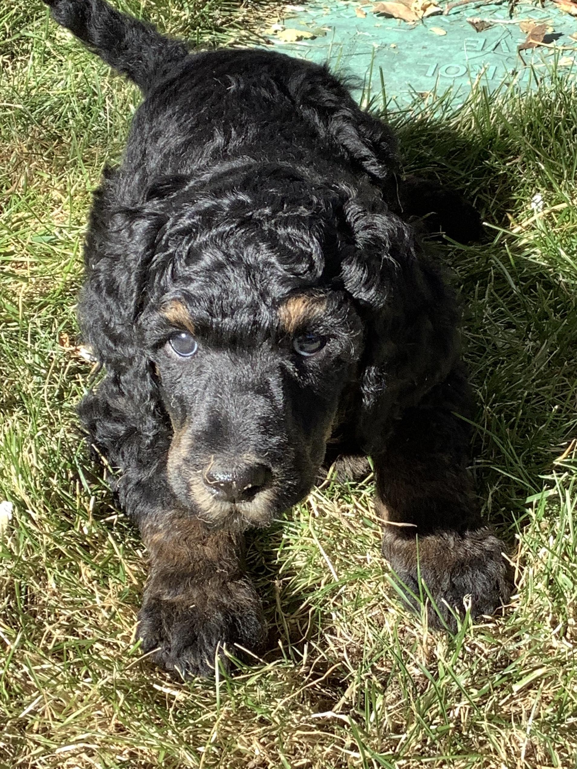 Casey's AKC Standard Poodles in Wyoming | Poodle puppies | Good Dog