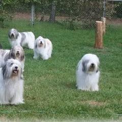 Polish Lowland Sheepdogs from Merrilee's Polish Lowland Sheepdogs