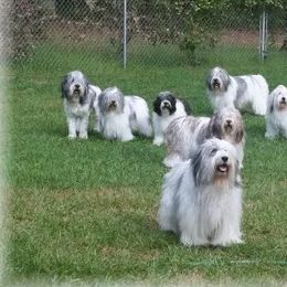 Polish Lowland Sheepdogs from Merrilee's Polish Lowland Sheepdogs
