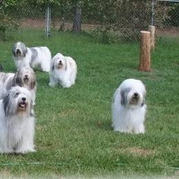 Polish Lowland Sheepdogs from Merrilee's Polish Lowland Sheepdogs