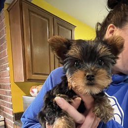 Rottweiler and Yorkshire Terrier Puppies from Superior Family Kennels