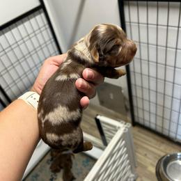 Cheddar's dapple male - Dapple male Dachshund puppy in Rattan, Oklahoma from Burgett’s Barnyard Dachshunds
