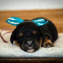 Bernedoodle, Cavapoo, and Poodle Puppies from Positively Doodles