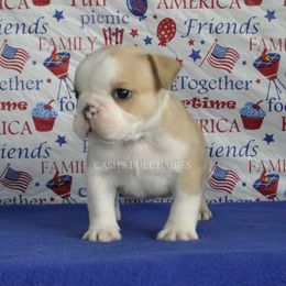 Bulldogs from Cash's Bull Babies