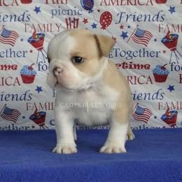 Bulldogs from Cash's Bull Babies