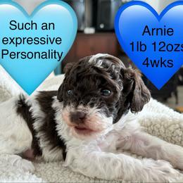 Arnie - Brown male Poodle puppy in Mineral Wells, Texas from S.H.A.R.P.’s Toy Poodles