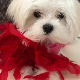 Maltese from Sonia's Maltese