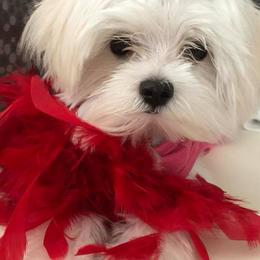 Maltese from Sonia's Maltese