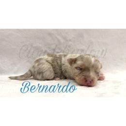 Bernardo - Merle male Chihuahua puppy in Patchogue, New York from Cloudshadow Kennels