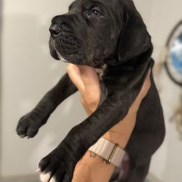 Aladdin - Black male Great Dane puppy in Sac City, Iowa from Northern Great Danes of Colorado & Iowa