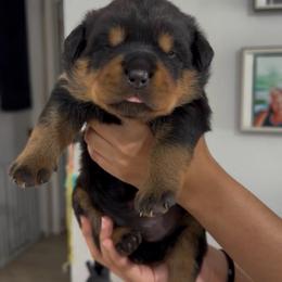 Beethova - Black and mahogany female Rottweiler puppy in Lake Worth, Florida from Vonbart Rottweilers