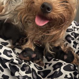 Yorkshire Terrier Puppies from Yorkie Acres (@yorkie_2_life)