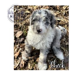 Check - Merle female Bernedoodle puppy in Belleville, Michigan from Moose Tracks Bernedoodles