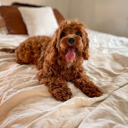 Cavapoo, Goldendoodle, and Poodle All Grown Up from True Hearted Doodles