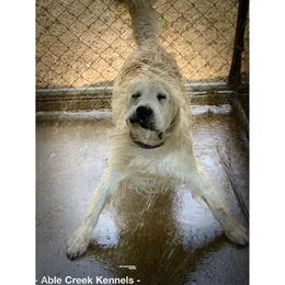 Golden Retriever Puppies from Able Creek Kennels