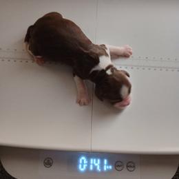English Springer Spaniel Puppies from IV Springers of California