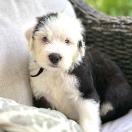 DECKER - Gray and white male Old English Sheepdog puppy in Bristol, Indiana from Ridgeruns OES