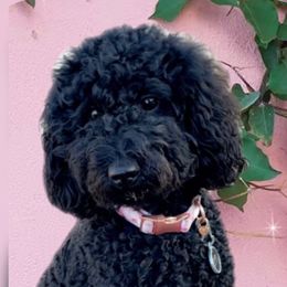 Zoey - Poodle