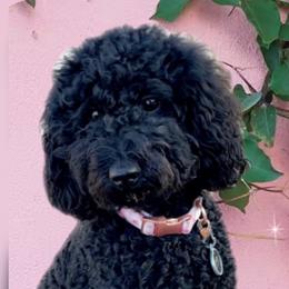 Zoey - Poodle