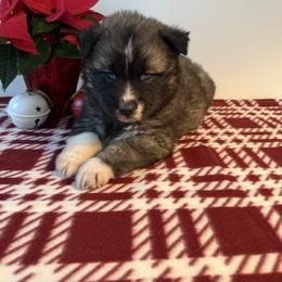 Gumdrop - Agouti and white male Siberian Husky puppy in West Branch, Michigan from First Frost Kennels