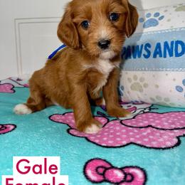 Gale - Red  female Goldendoodle puppy in Beecher, Illinois from Erica’s Doodles