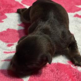 Freya - Liver female Miniature Schnauzer puppy in Sylvania, Georgia from Southern Sky Miniature Schnauzers