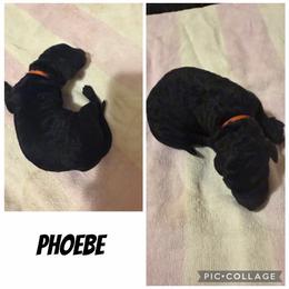 Phoebe - Black female Poodle puppy in Piqua, Kansas from Legacy Farms Standard Poodles