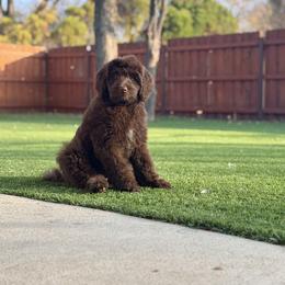 Goldendoodle Puppies from Dream A Little Doodle
