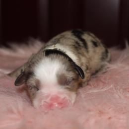 Hello kitty - Blue merle female Australian Shepherd puppy in Star City, Arkansas from Circle P Farm Australian Shepherds