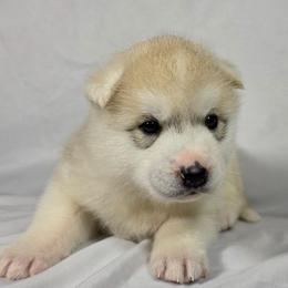 Dawn - Gray and white female Siberian Husky puppy in Livermore, California from Limitless Huskies