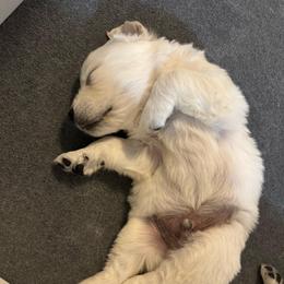 Chase - Light golden male Golden Retriever puppy in Lehigh Acres, Florida from Puppy Love