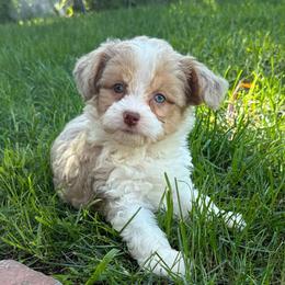 Maximus - Red tri-color male Aussiedoodle puppy in Los Angeles, California from LA’s Favorite Puppies