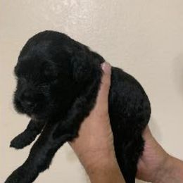 Black Russian Terriers from Snowline