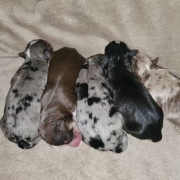 American Corgi, Miniature Australian Shepherd, and Pembroke Welsh Corgi Puppies from Grassy Woods Farm Dogs