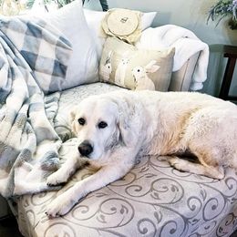 Penny - Golden Retriever